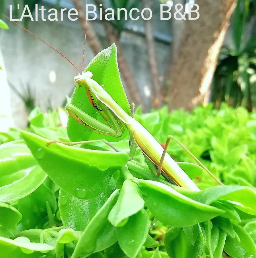 B&B L'Altare Bianco Вьесте Экстерьер фото